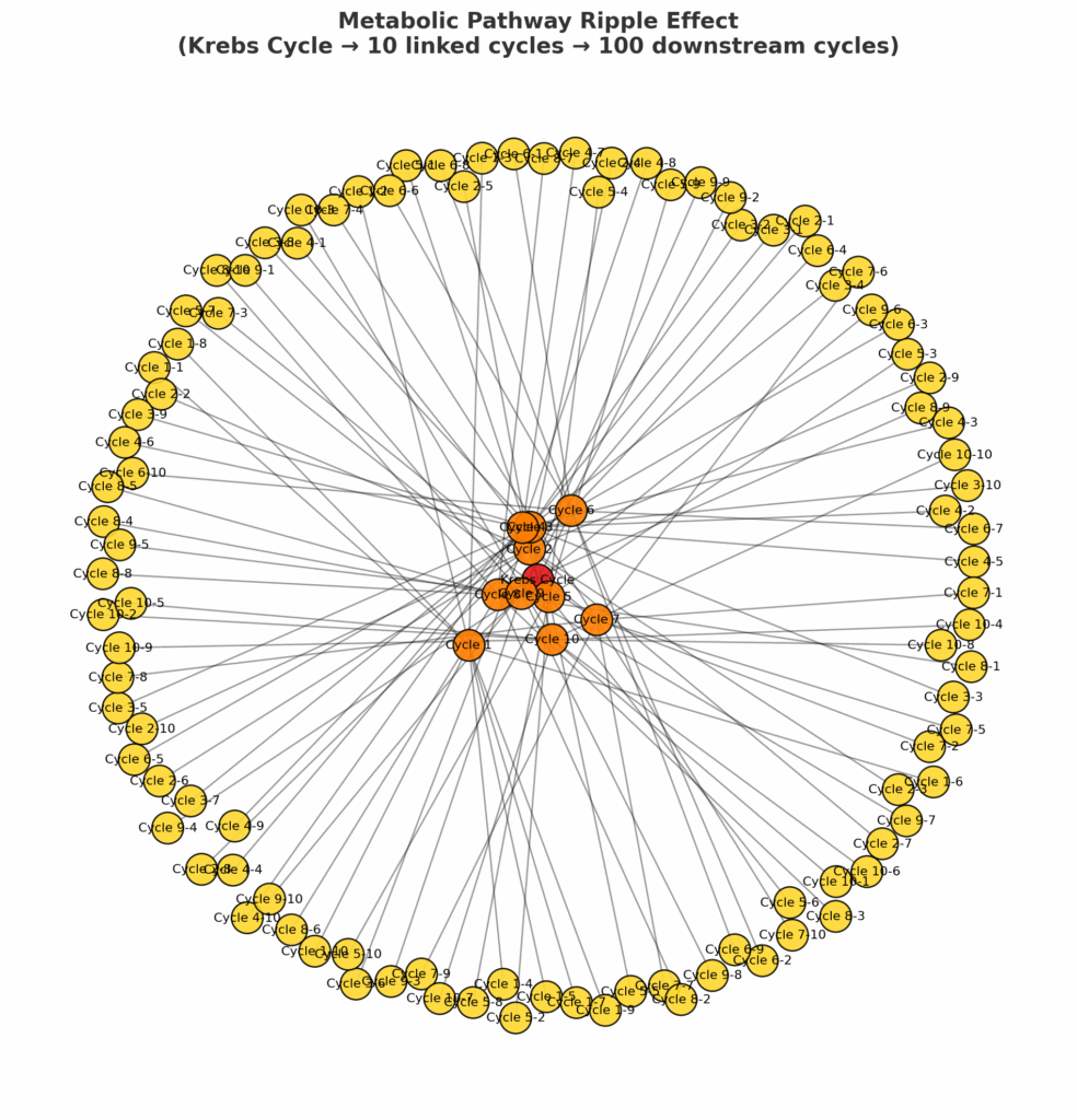 Exposing The Myth of the “Expert” Who Understands the Human Body 2 Diagram showing the Krebs Cycle at the center in red, connected to 10 orange nodes representing directly linked cycles. Each of those orange nodes connects to 10 yellow nodes, representing 100 downstream cycles. The diagram illustrates how one change in the Krebs Cycle can ripple outward to affect many interconnected pathways in the body